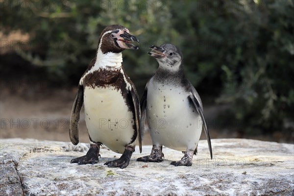 Humboldt penguin