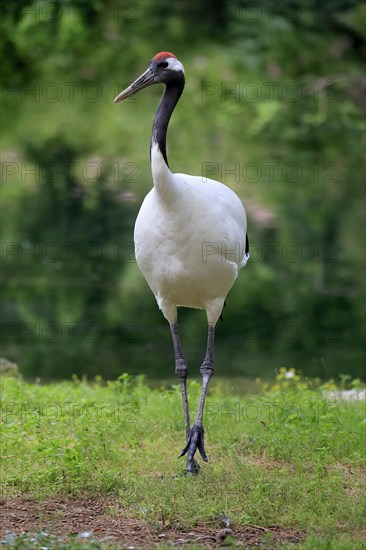 Red-crowned crane