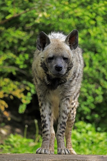 Striped hyena