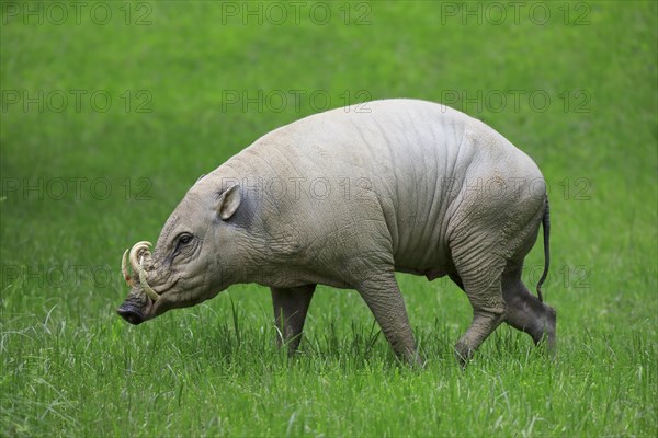 North sulawesi babirusa