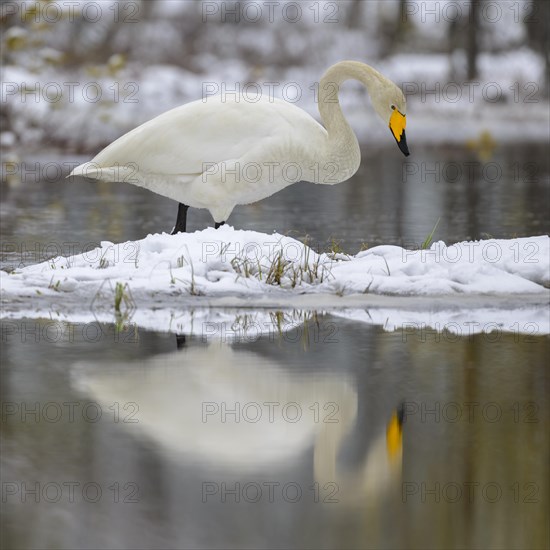 Whooper Swan