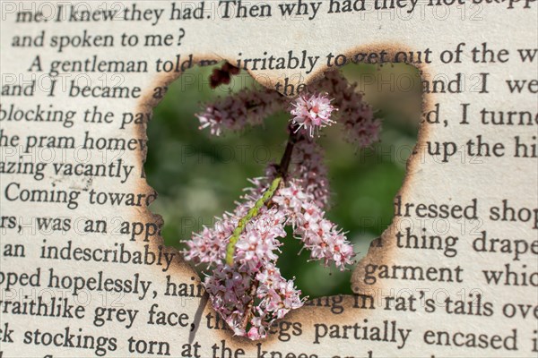 Flowers seen through heart shape cut out of cardboard