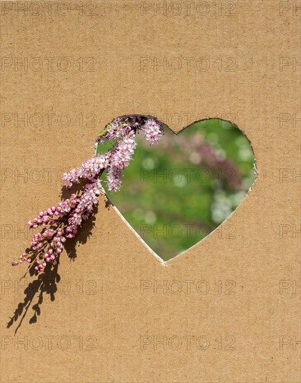 Flowers seen through heart shape cut out of cardboard