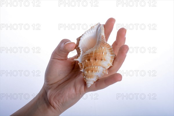 Hand holding a sea shell on a white background