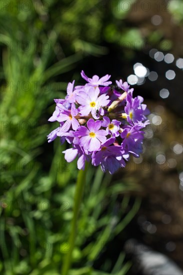 Beautiful fresh flowers in nature background
