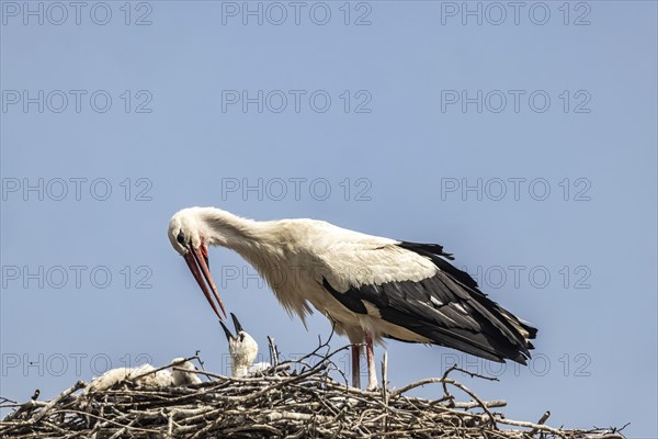 Breeding stork