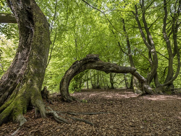 Bent old tree trunks in the primeval forest Sababurg