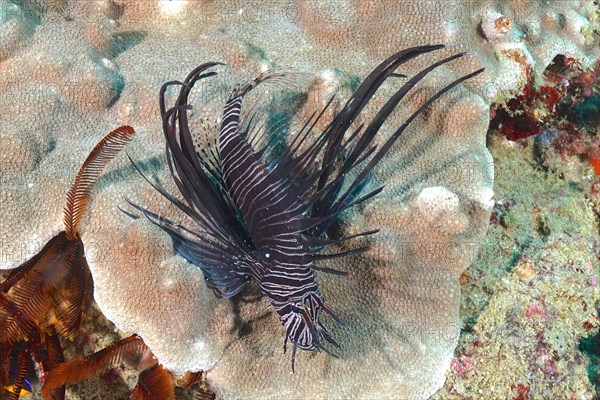 Juvenile common lionfish