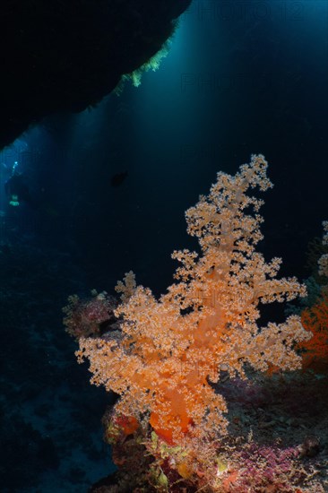 Hemprich's tree coral