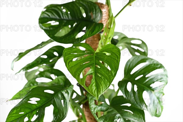 Leaf close up of tropical 'Monstera Adansonii' or 'Monstera Monkey Mask' vine house plant on climbing pole on white background