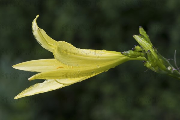 Daylily