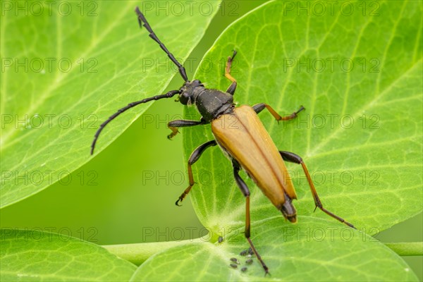 Red longhorn beetle