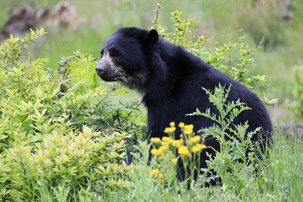 Spectacled bear