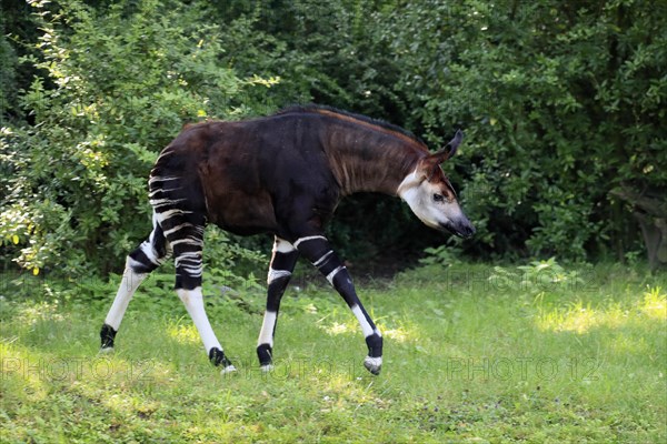 Okapi