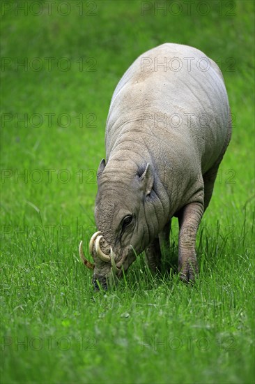 North sulawesi babirusa