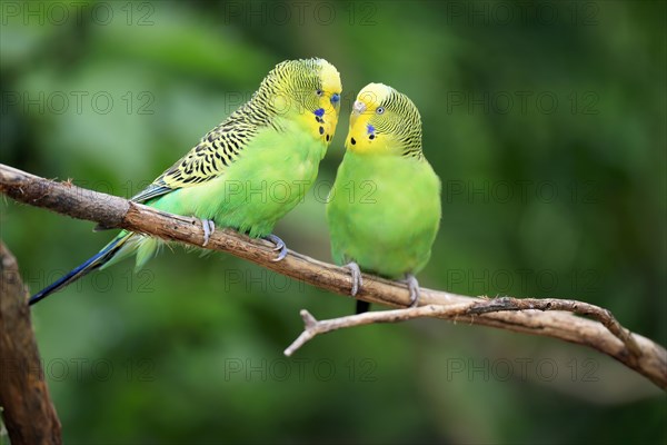 Budgie