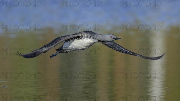 Red-throated diver