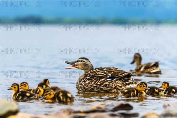 Mallard Duck