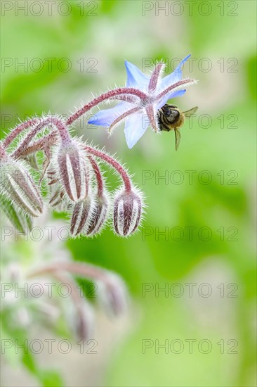 Borage