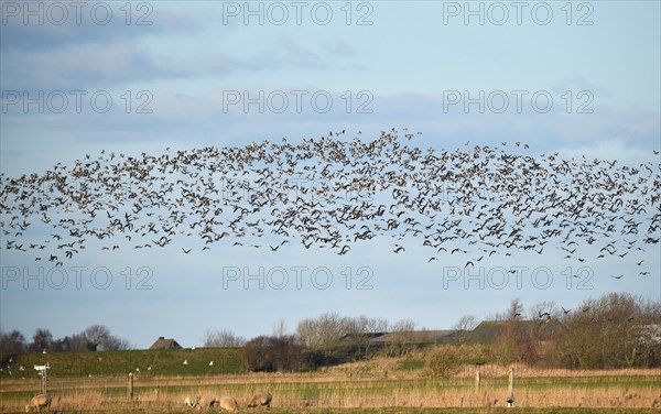 Bird migration of Canada geese