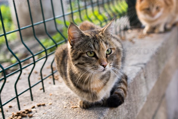 Portrait of a homeless street cats in the street