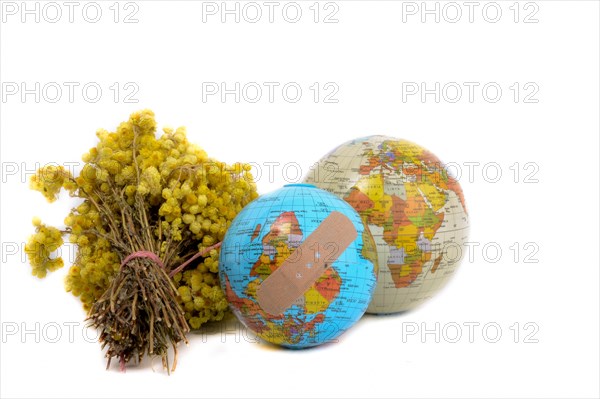 Globes and a bunch of yellow wild flowers on white background