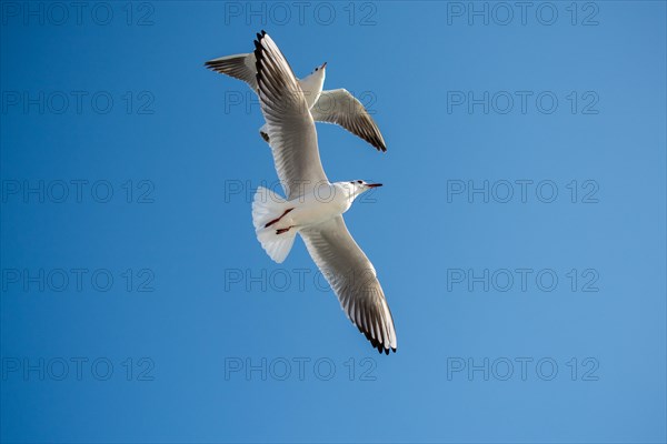 Pair of seagulls flying in the sky background
