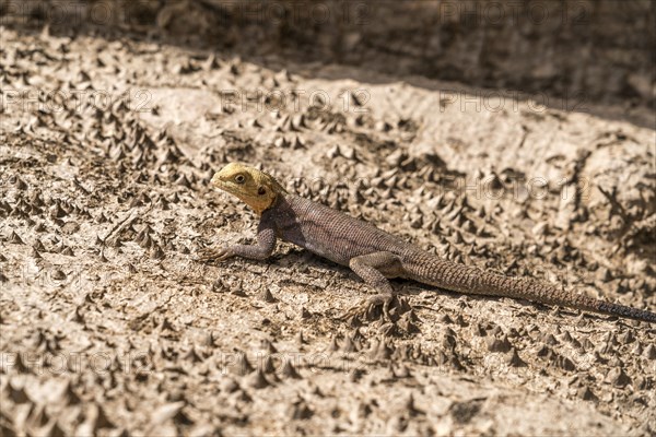 (Agama) on a tree trunk, Cuntaur, Gambia, West Africa, Africa