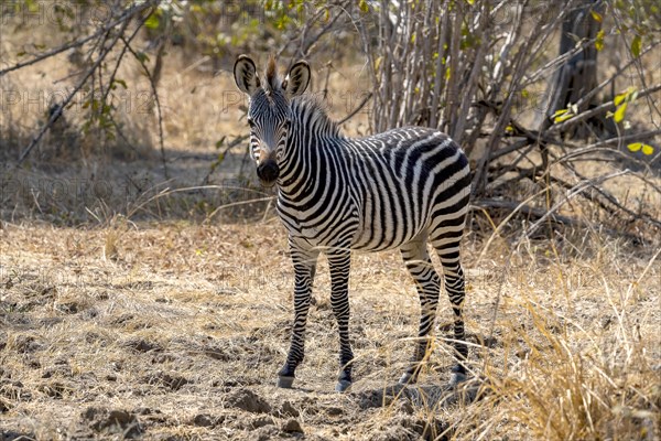 Plains Zebra of the subspecies crawshay's zebra