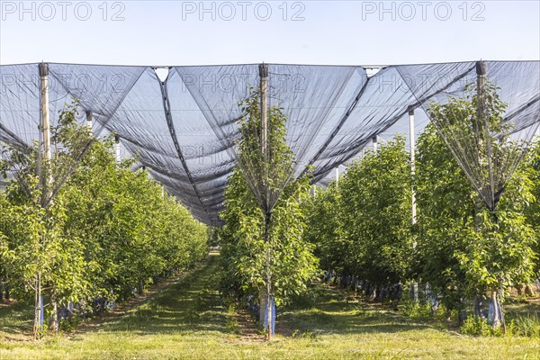 The Heilbronner Land is an important growing area for apple and other fruit varieties