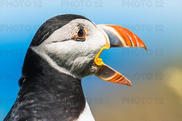 Portrait of Atlantic Puffin