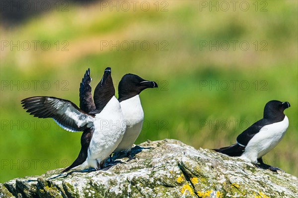 Razorbill