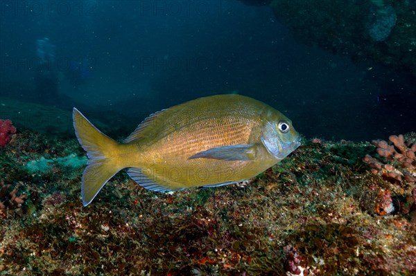 Bronze bream