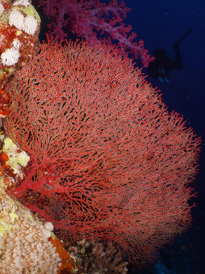 Red knot coral