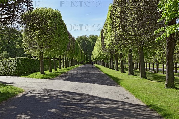 Pruned trees in Bruehl Palace Park