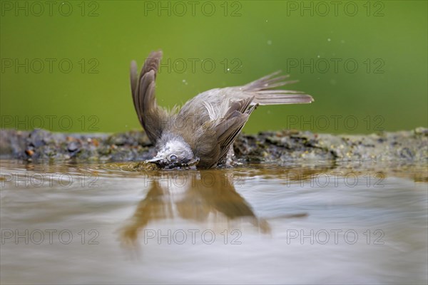 Bathing blackcap