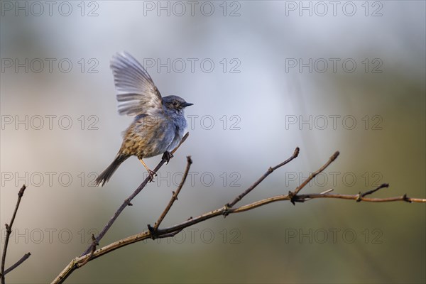 Dunnock