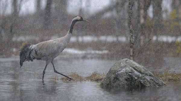 Crane