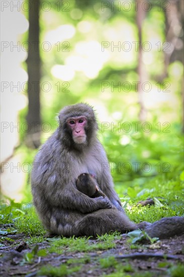 Japanese macaque