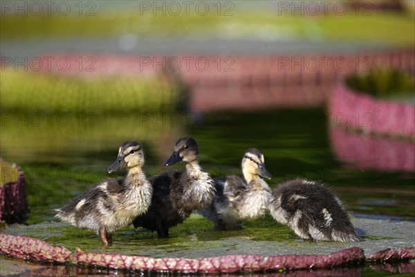 Four ducklings mallard