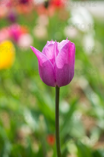 Outstanding colorful tulip flower bloom in the spring garden