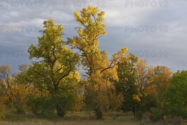 Autumn in the floodplain