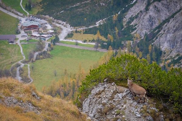 A small ibex on a rock covered with mountain pine