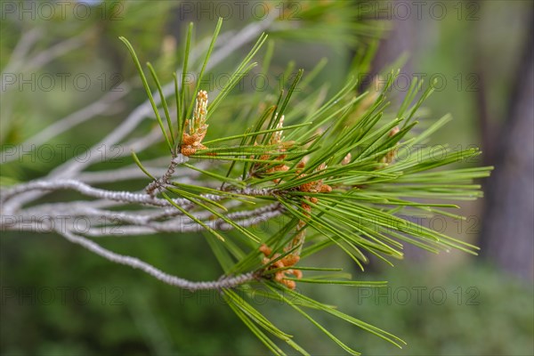 Pine needles