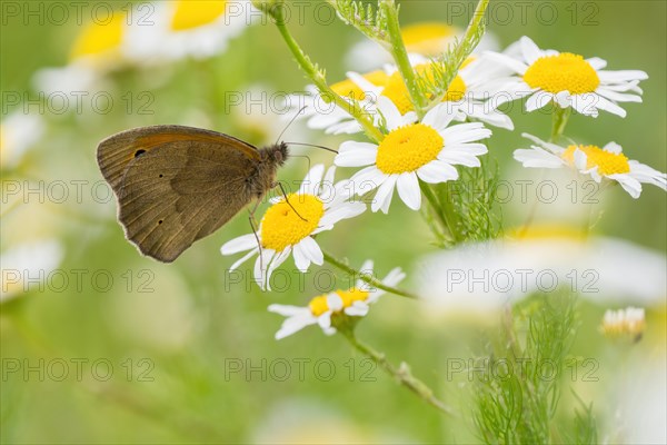 Meadow brown