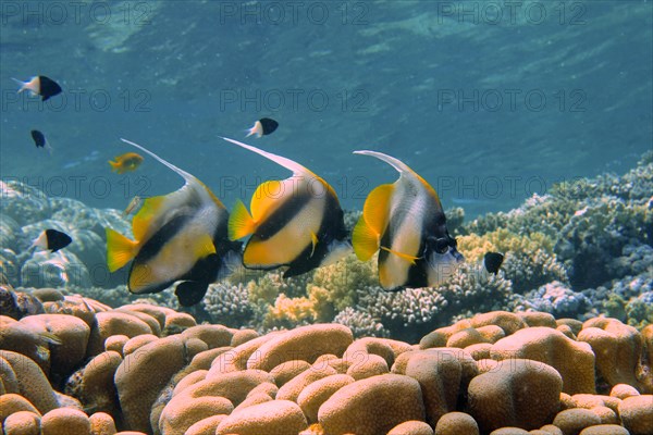 Three specimens of red sea bannerfish