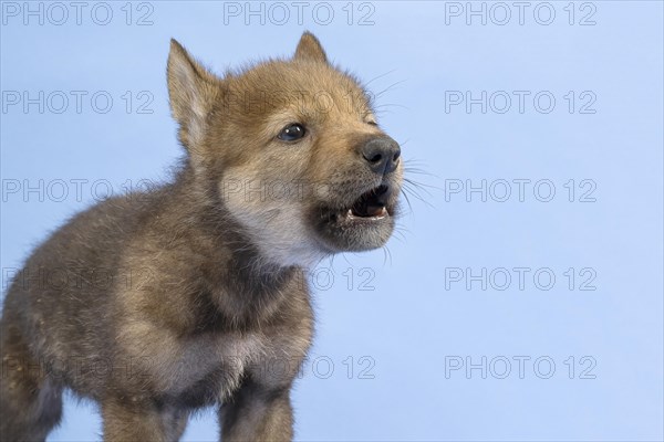 European gray wolf