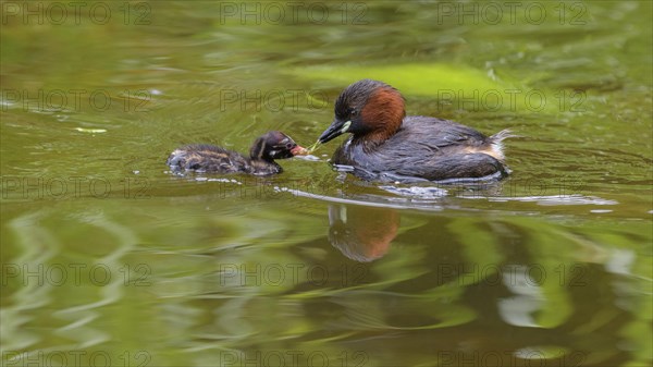 Little Grebe