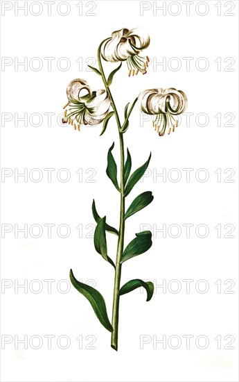 Martagon lily