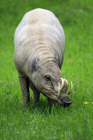 North sulawesi babirusa